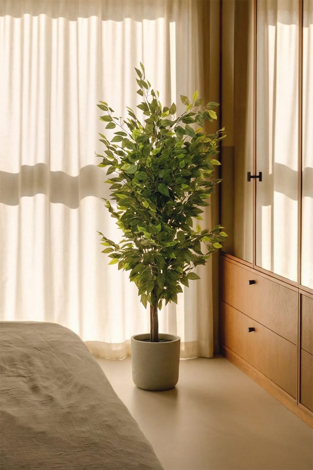 Ficus Esclusivo