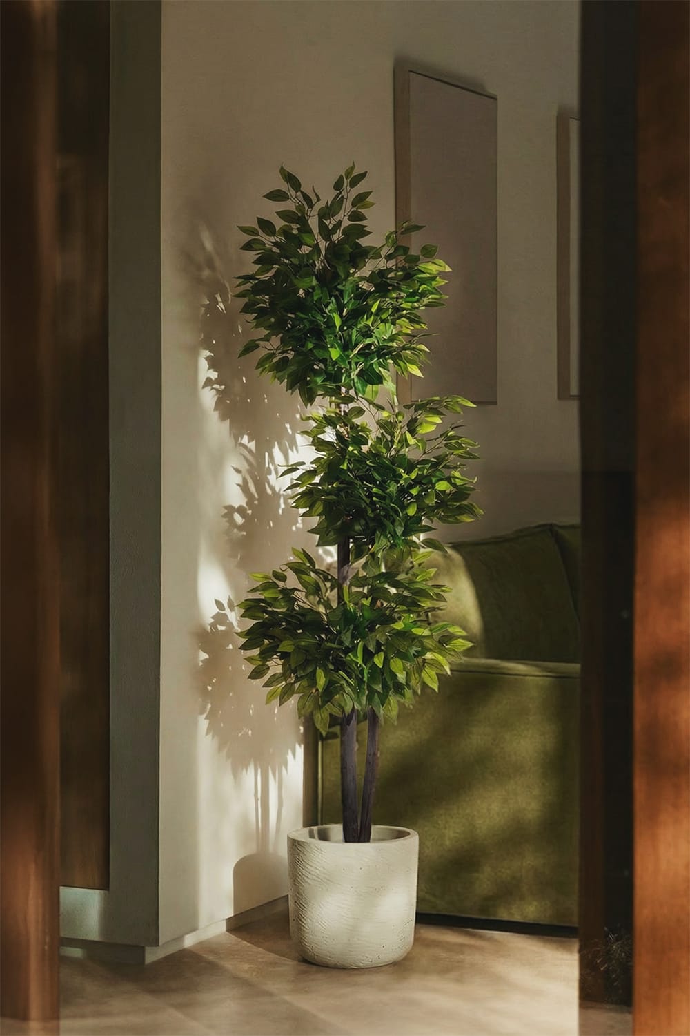 Ficus 3 Coppe