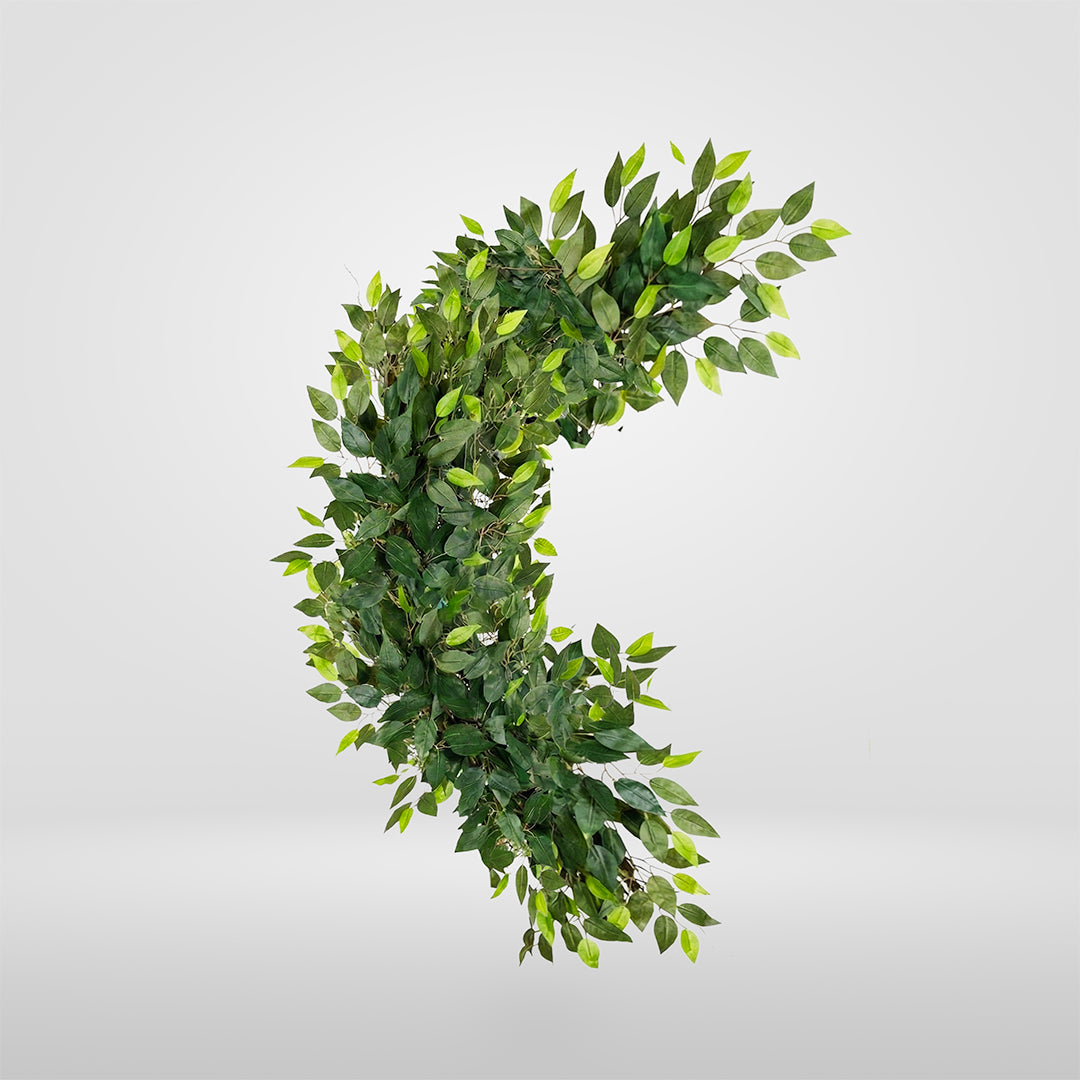 Rampicante Ficus Flessibile