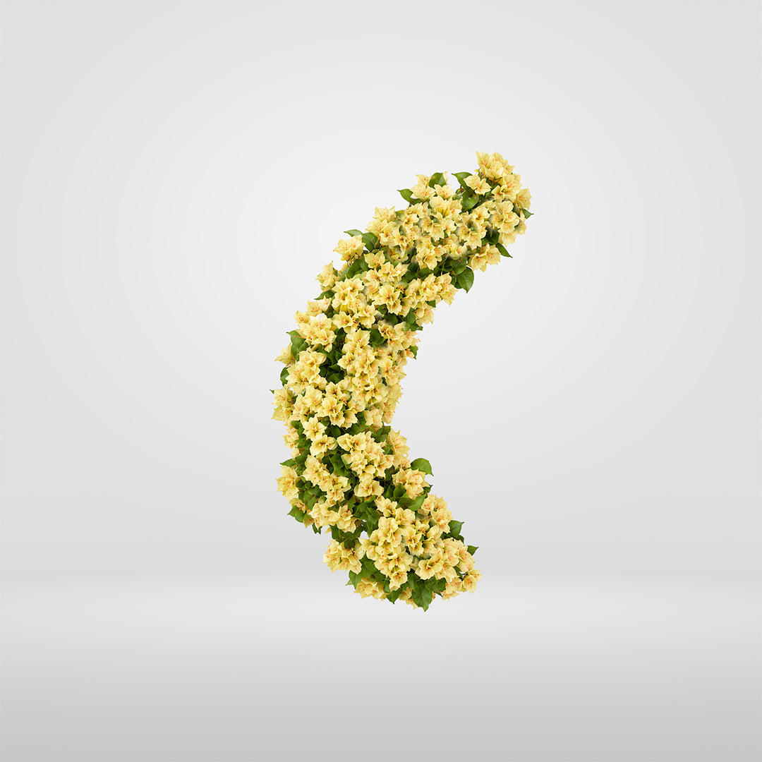 Ghirlanda flessibile di Bougainvillea Gialla
