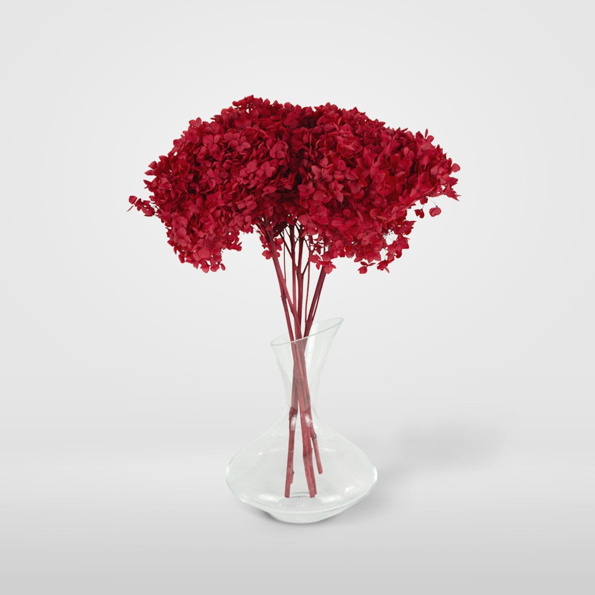 Ramo Hortensia Rojo