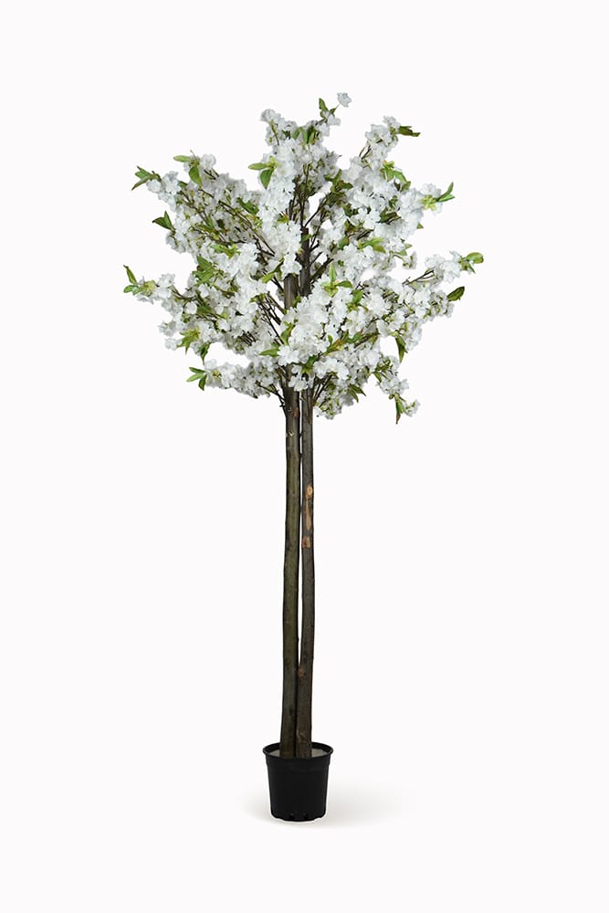 Mandorlo bianco