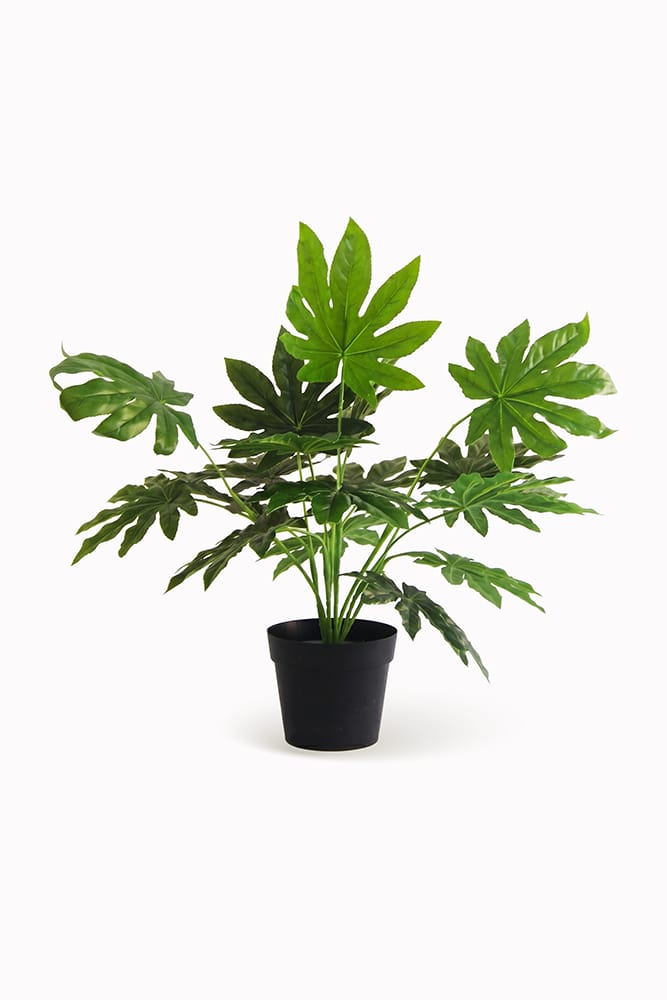 Aralia