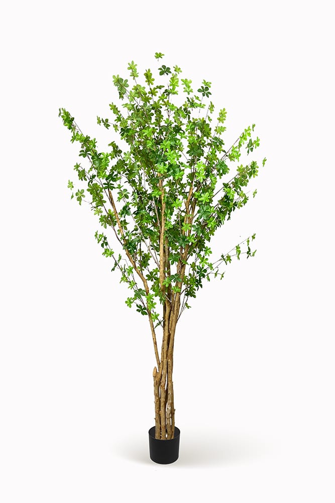 Arbre Enkianthus