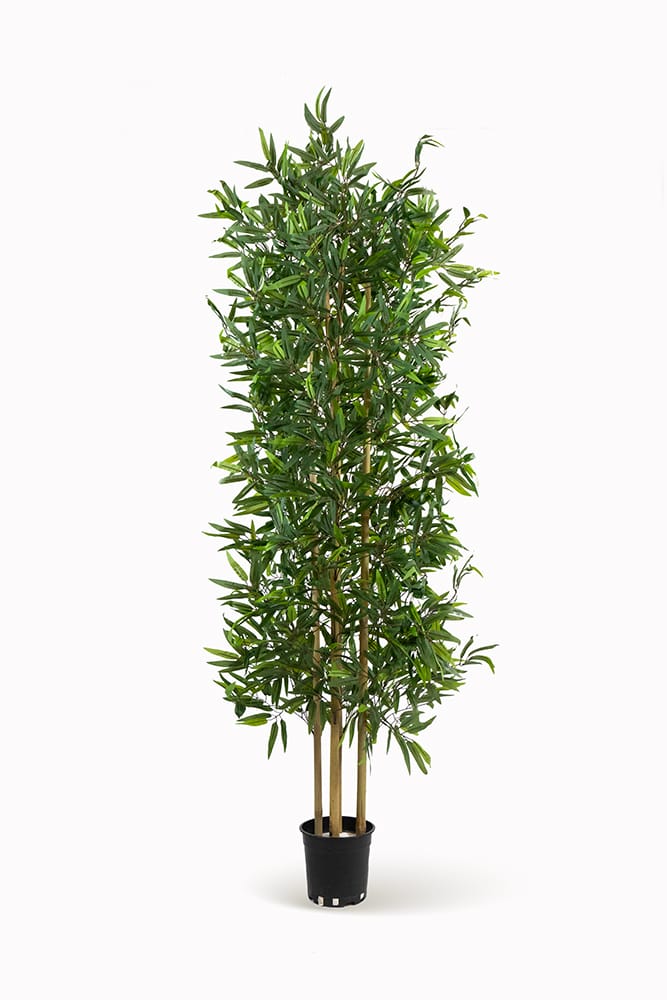 Bambou japonais
