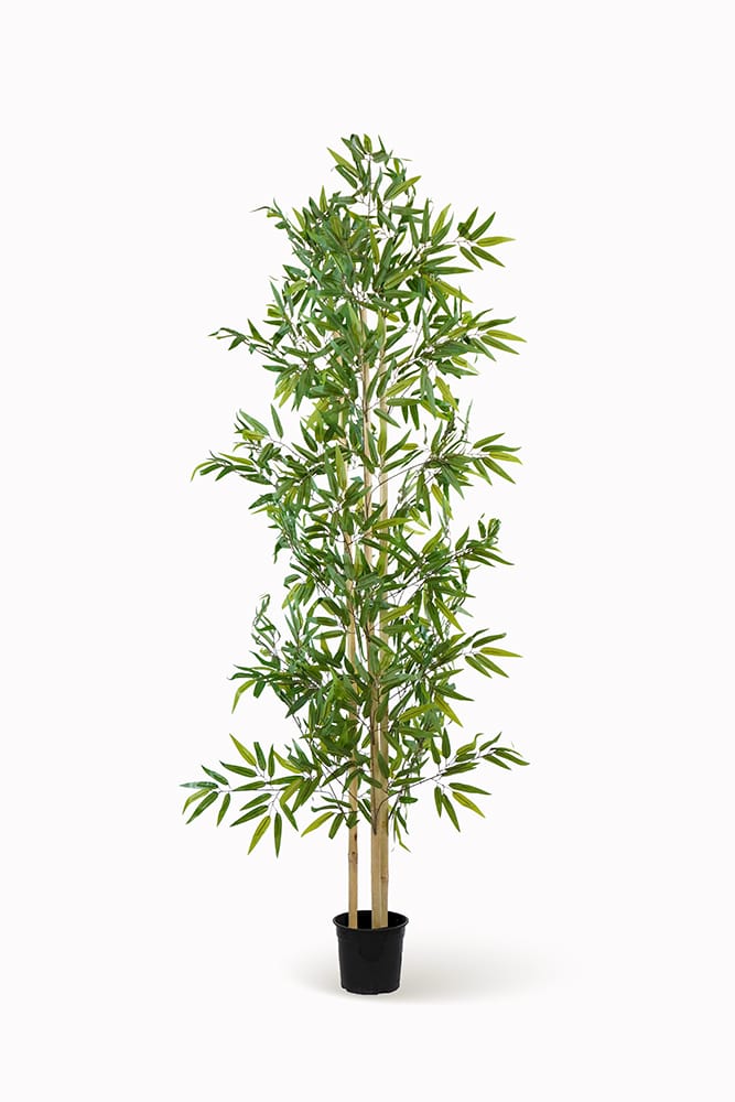 Bambù Minimal