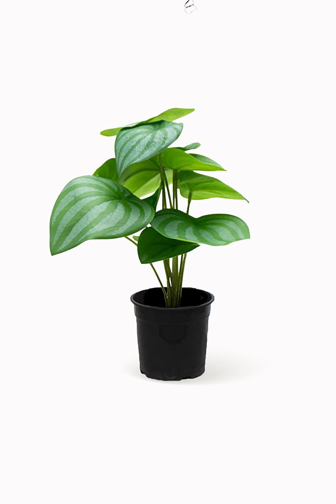 Bégonia vert mini