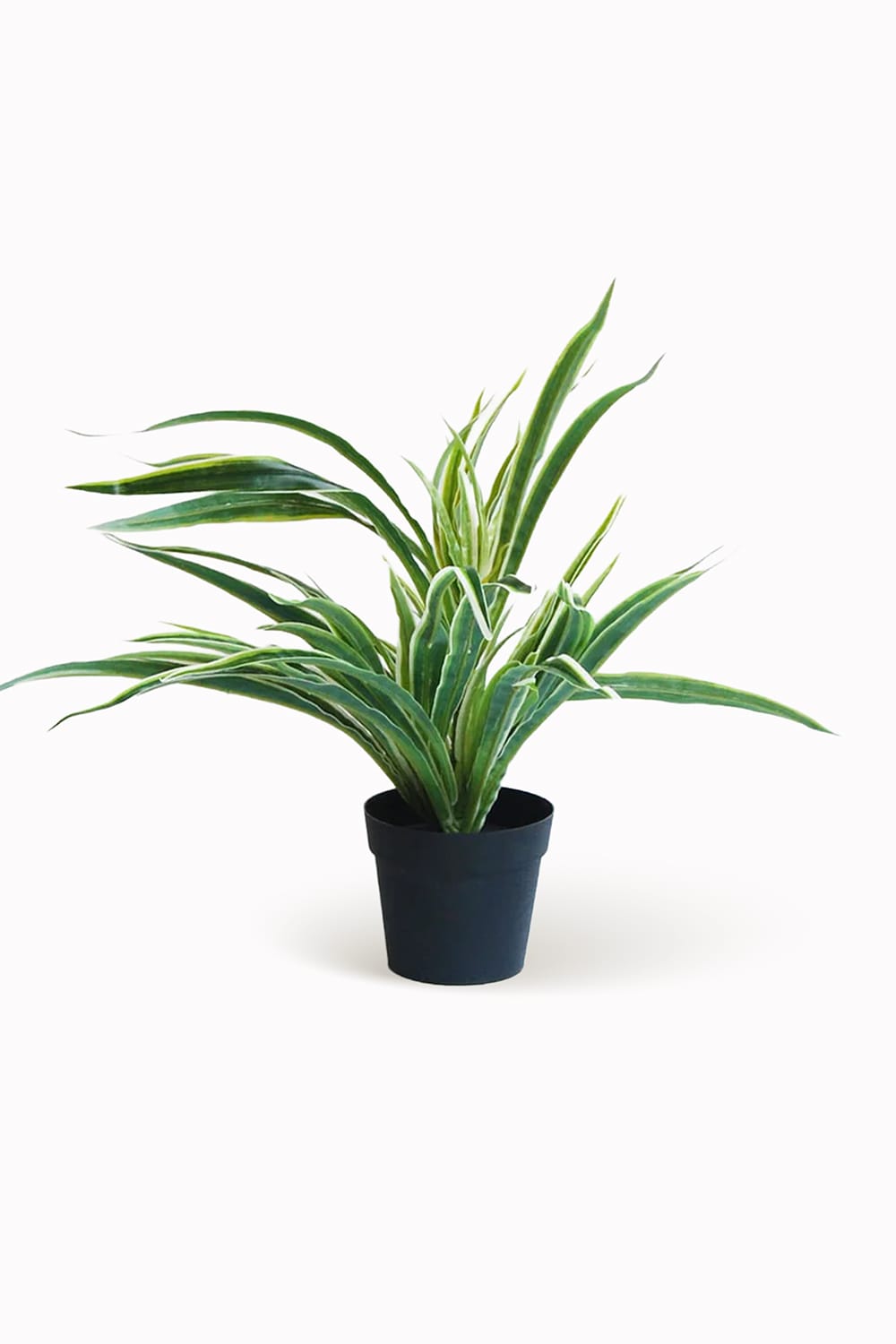 Chlorophytum (plante araignée)