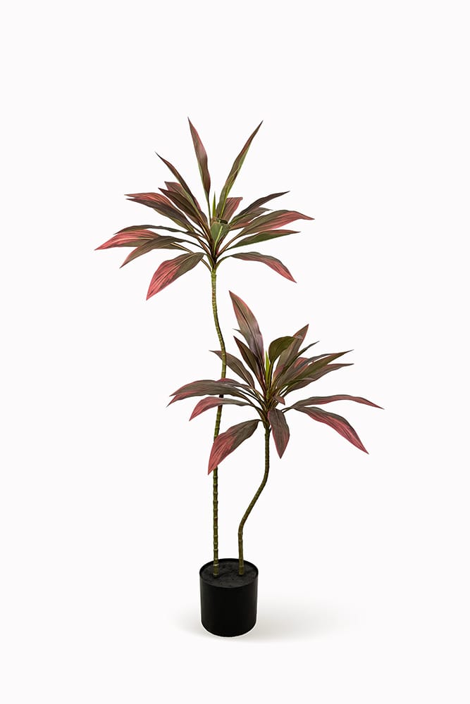 Dracaena rouge