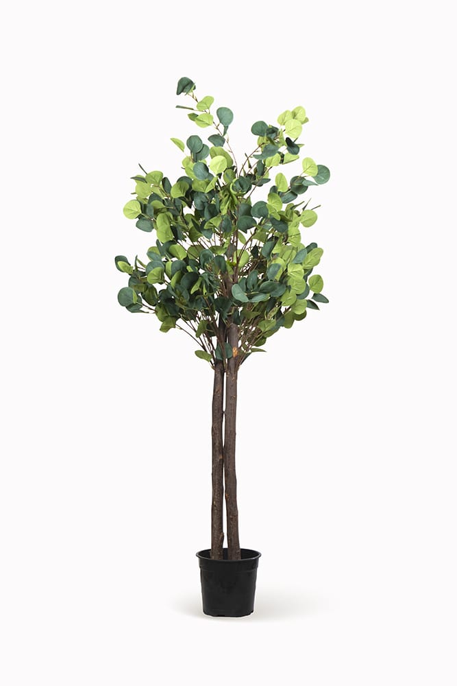 Albero di eucalipto