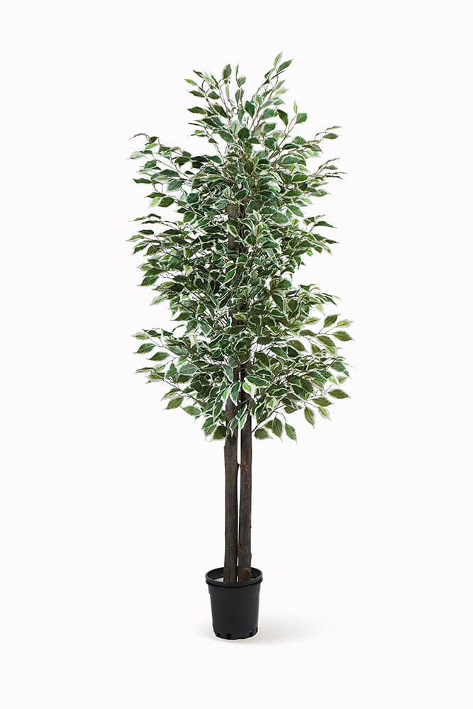 Ficus bicolore