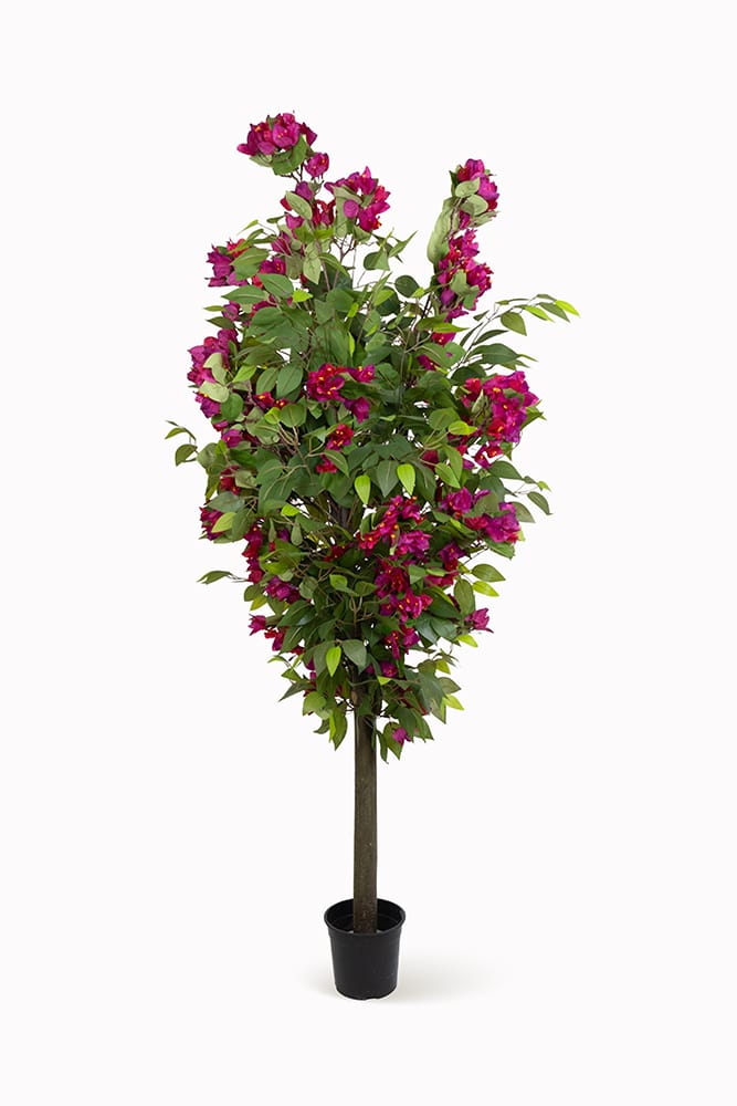 Ficus Bougainvillier sauvage