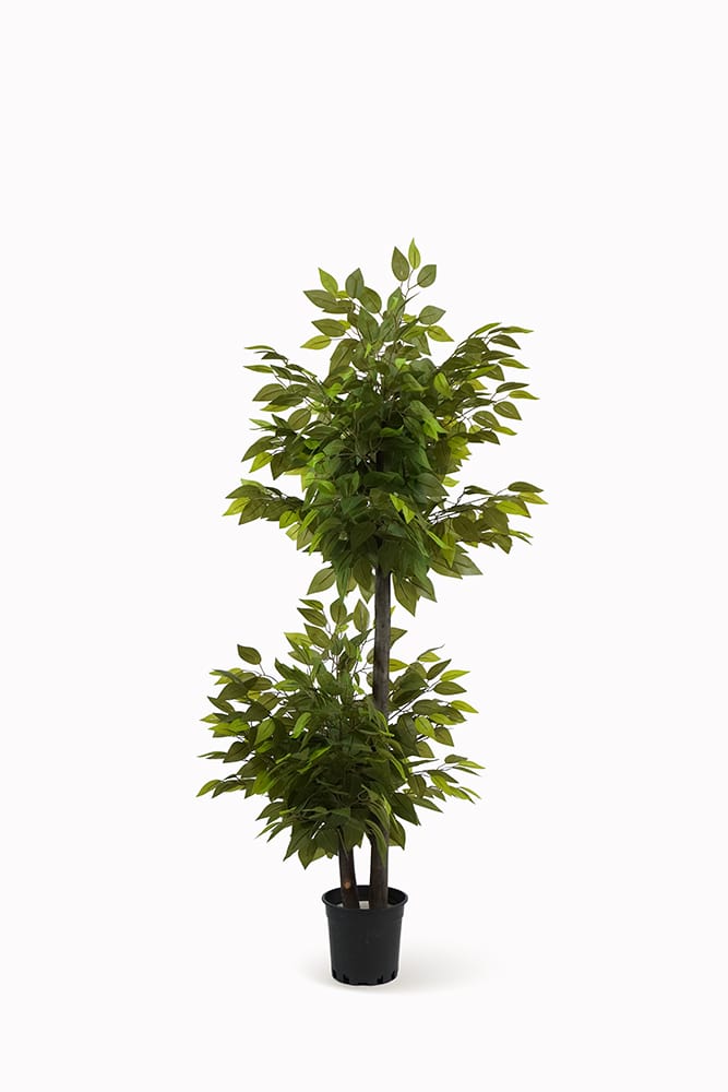 Ficus 2 Coppe