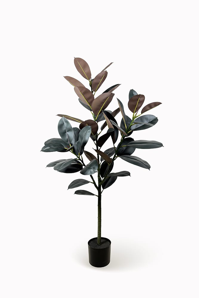 Ficus Lyrata Premium