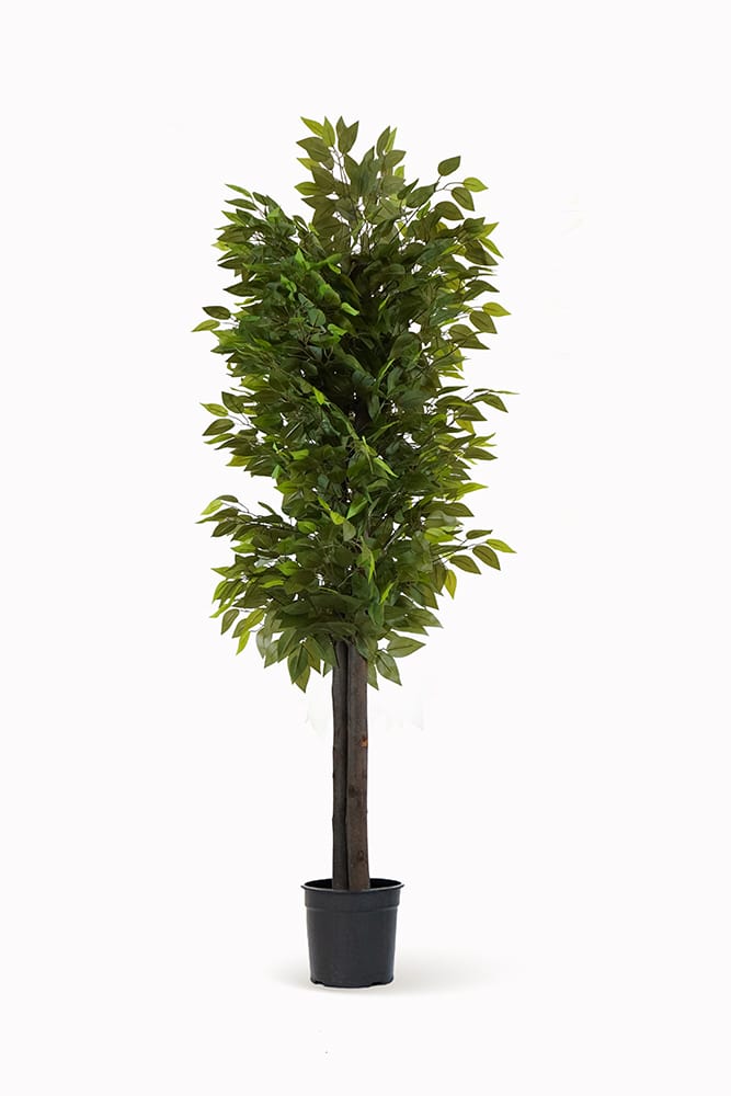 Ficus Salvaje