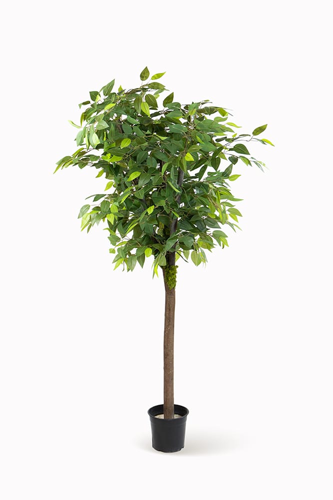 Ficus Selvatico