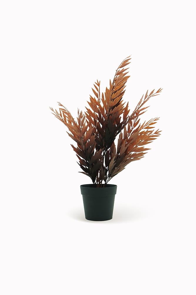 Fougère marron