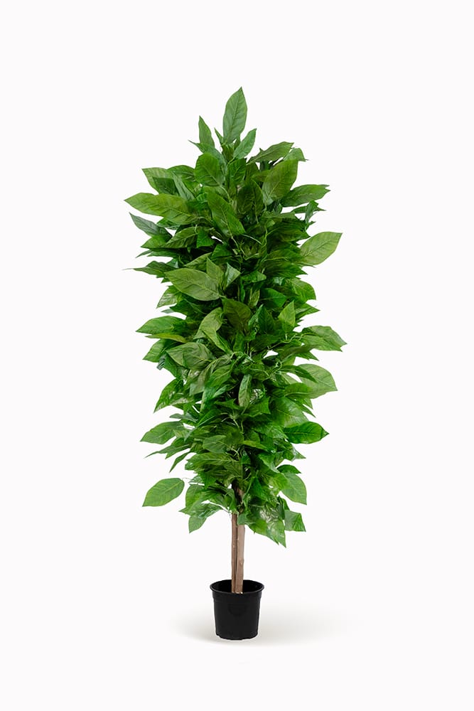 Árbol Mango