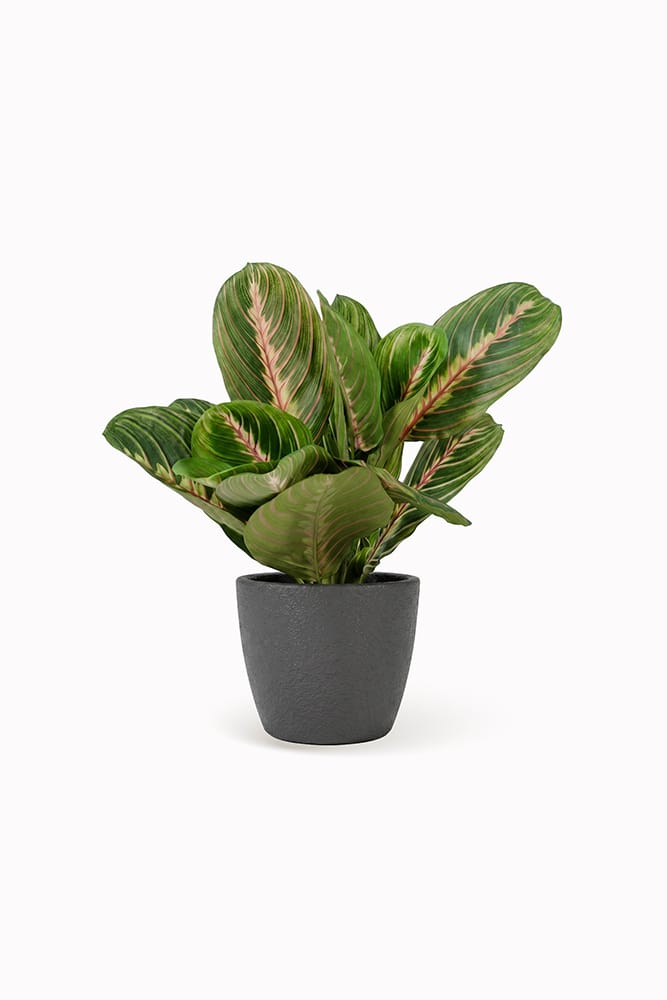 Maranta