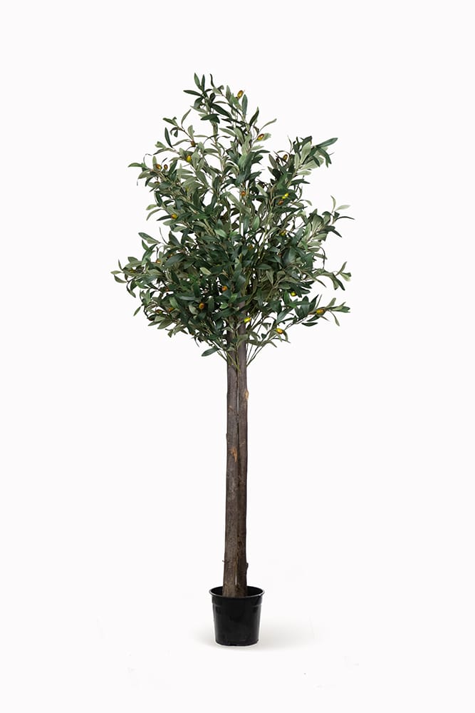 Olivo Mediterraneo