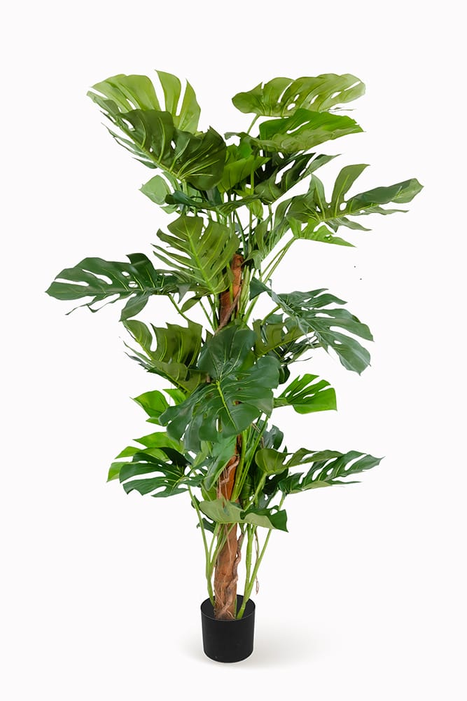 Monstera Tutor Esclusivo