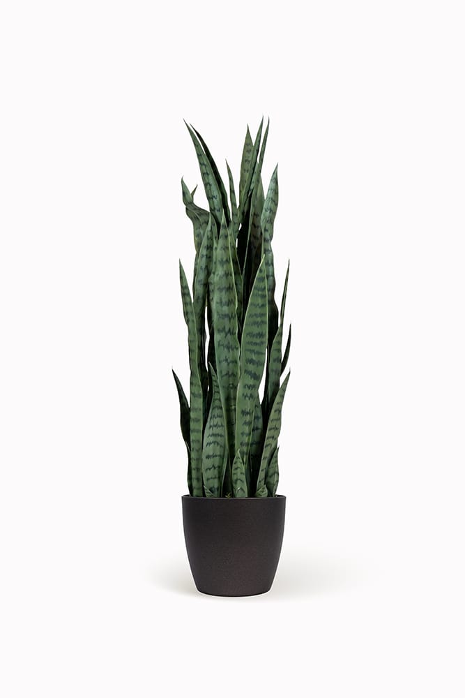 Sansevieria verte
