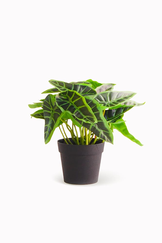 Syngonium flèche