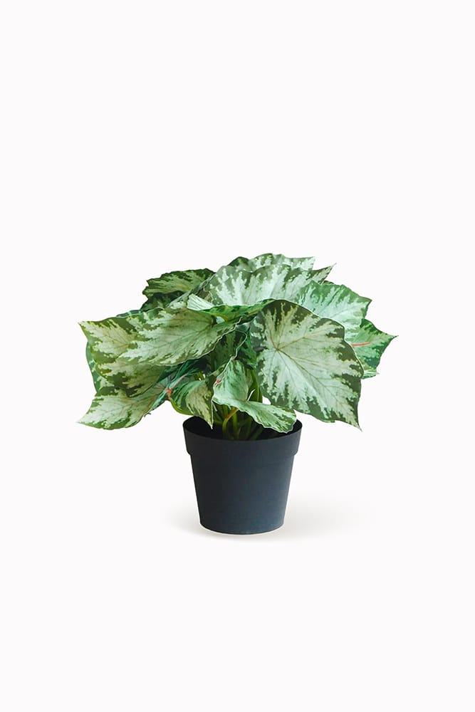 Syngonium Variegata