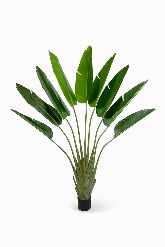 Albero della Strelitzia