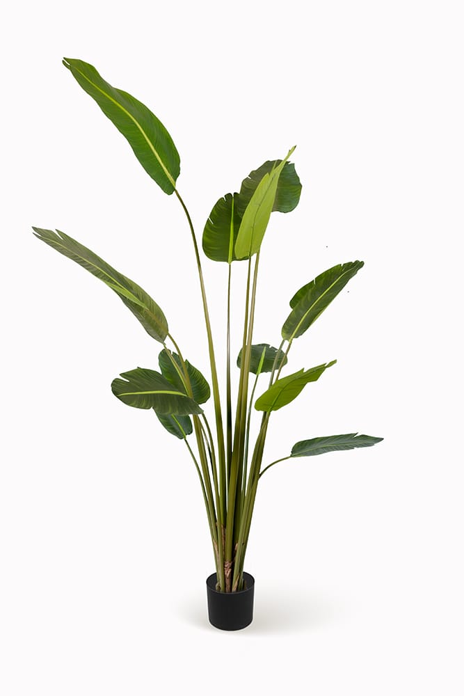Strelitzia