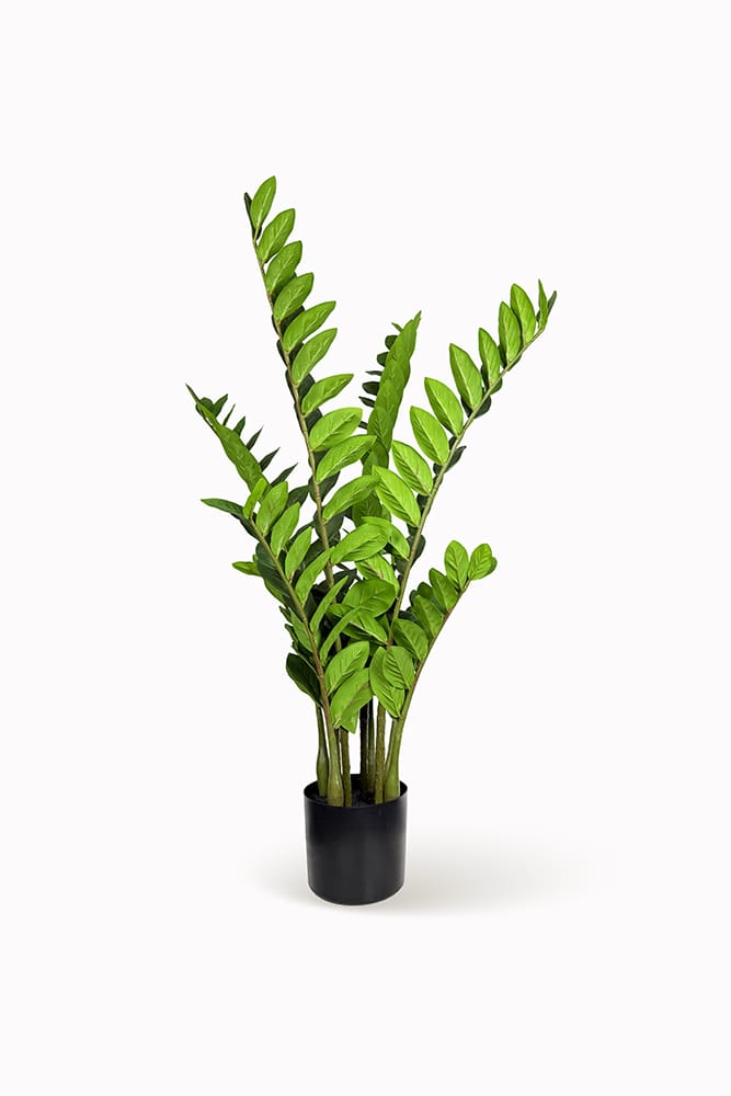 Zamioculcas XL