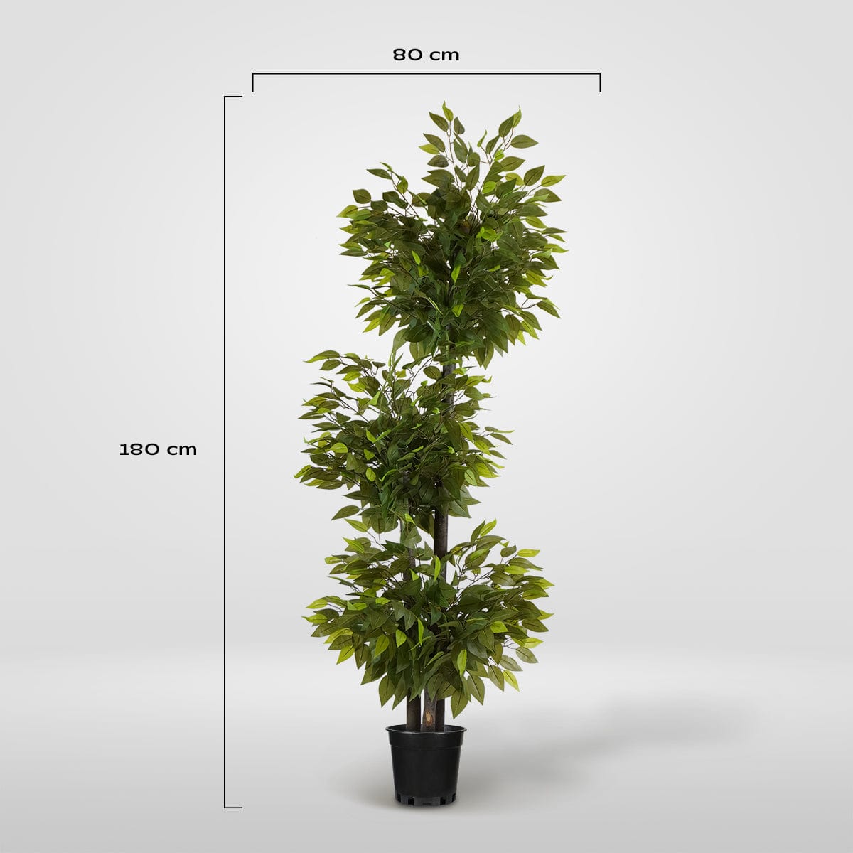 Ficus 3 têtes