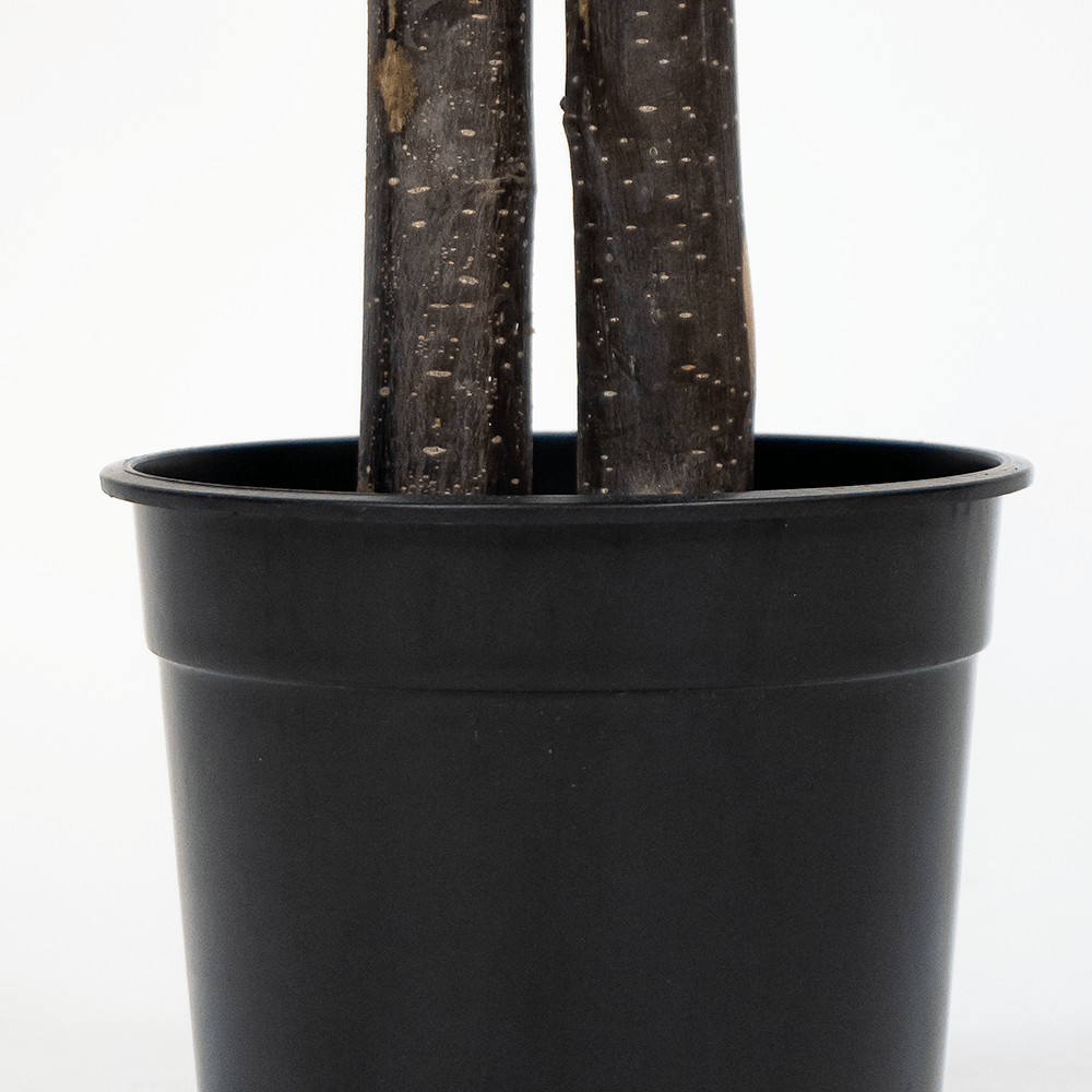 Ficus Bougainvillier