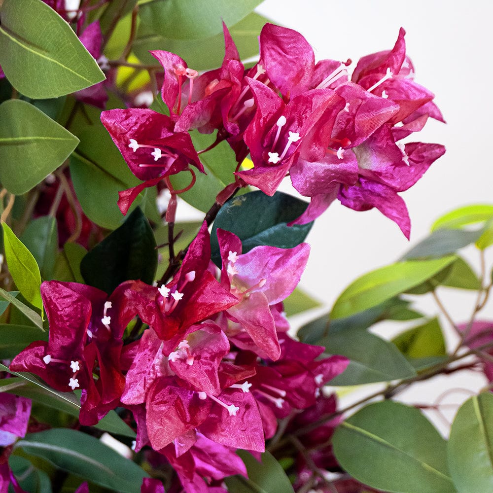 Ficus Bougainvillier