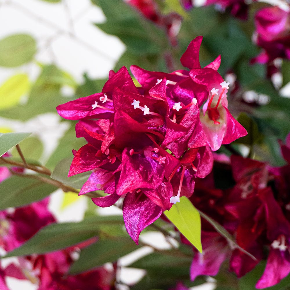 Ficus Bougainvillier