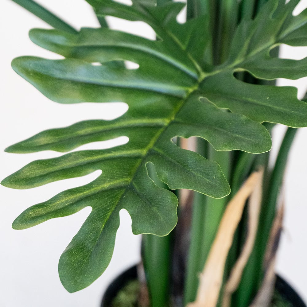 Philodendron