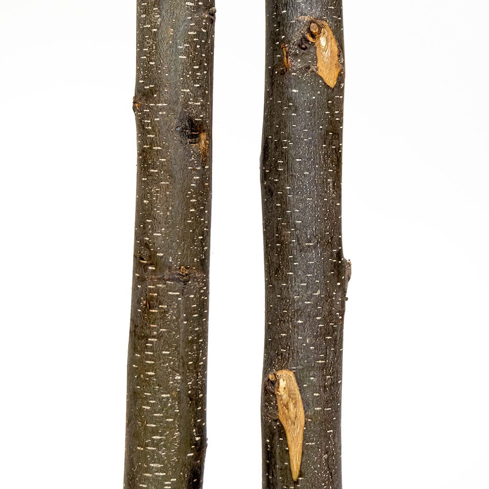 Auralba stabilisé