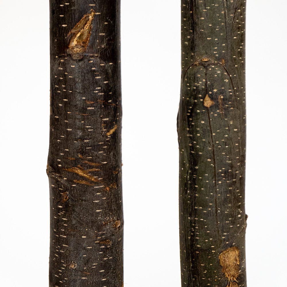 Estrellanoche stabilisé