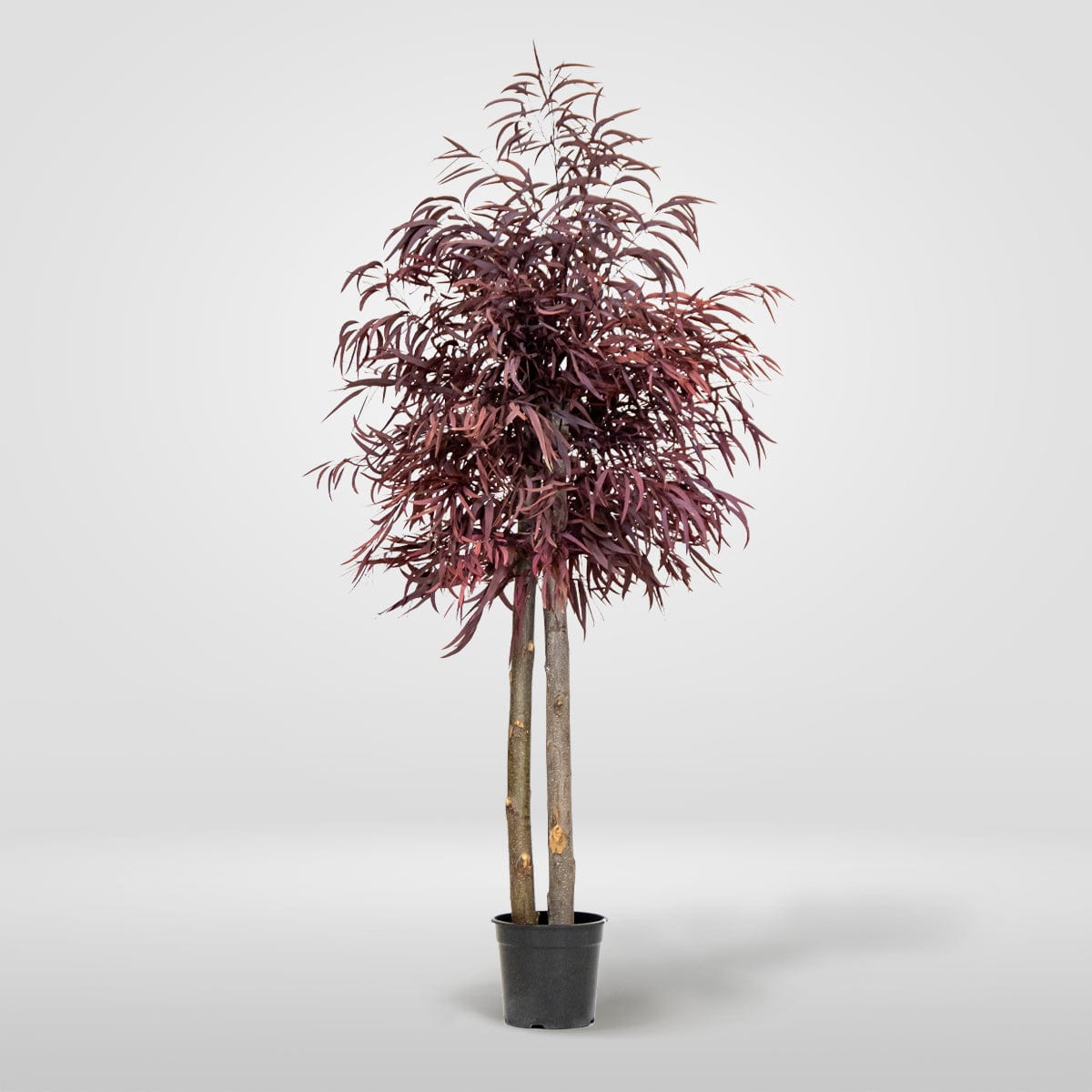 Brillifolium stabilisé