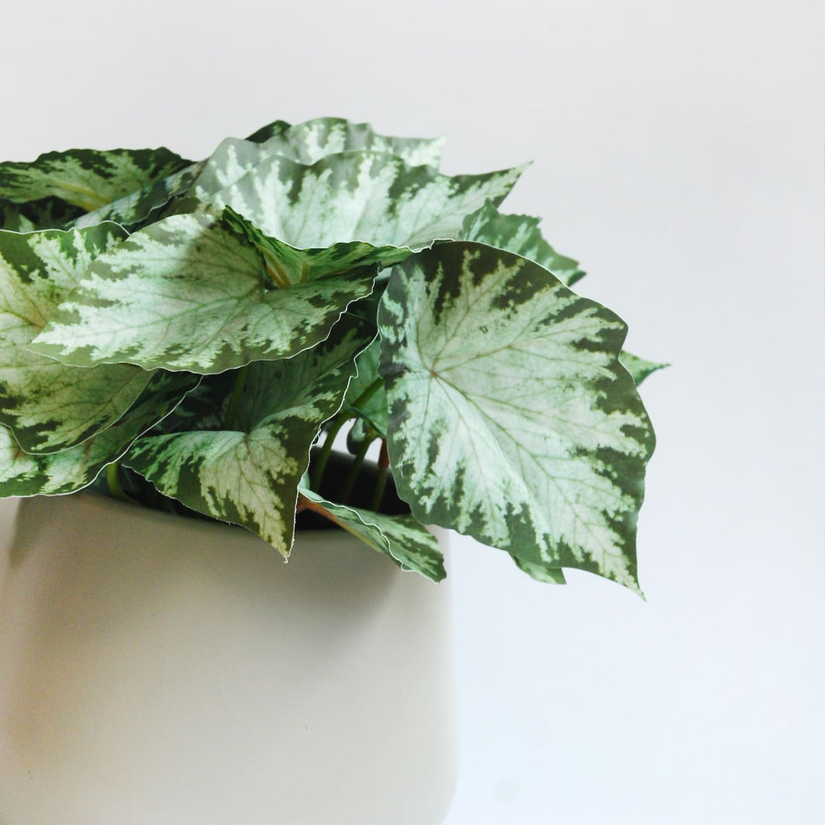 Syngonium Variegata