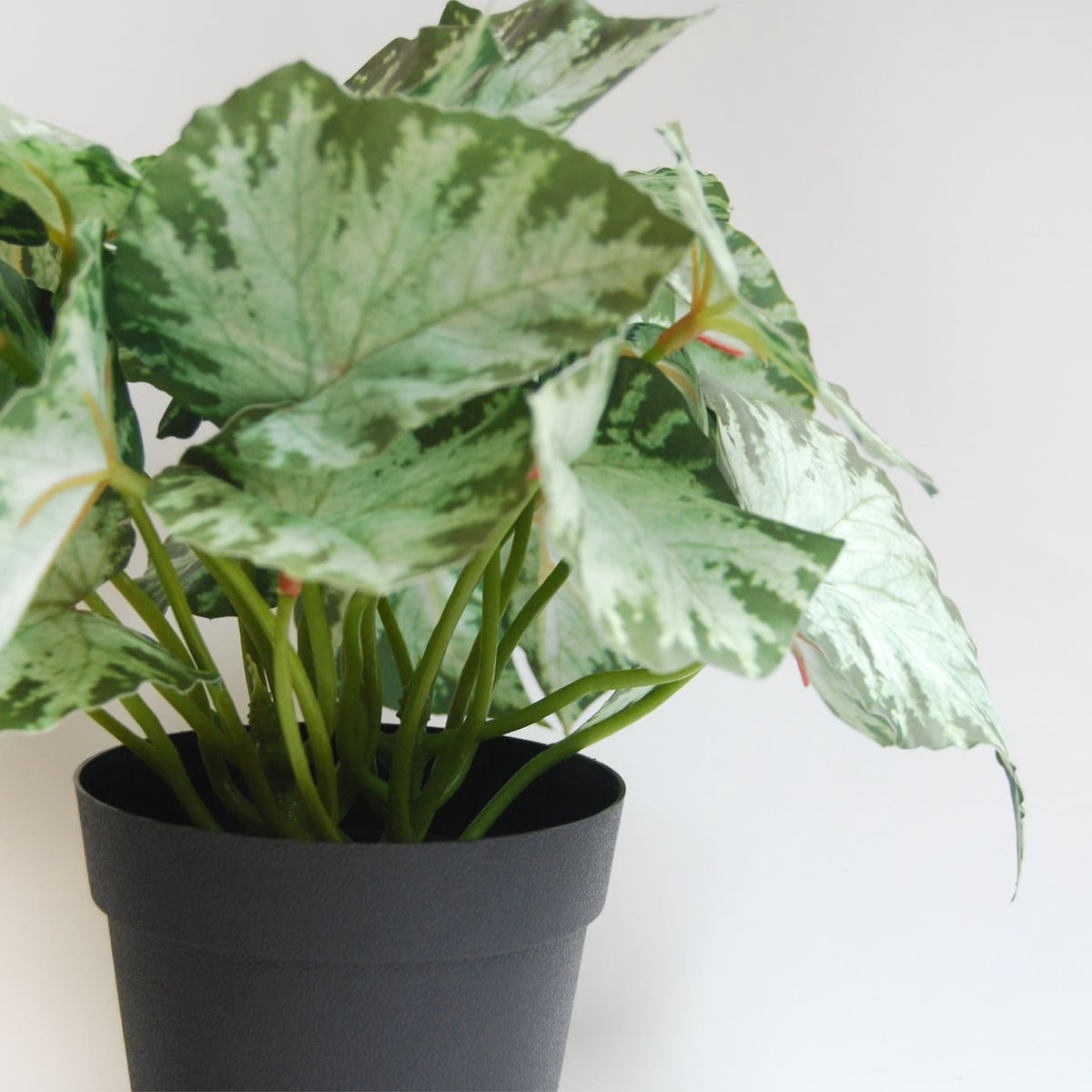 Syngonium Variegata