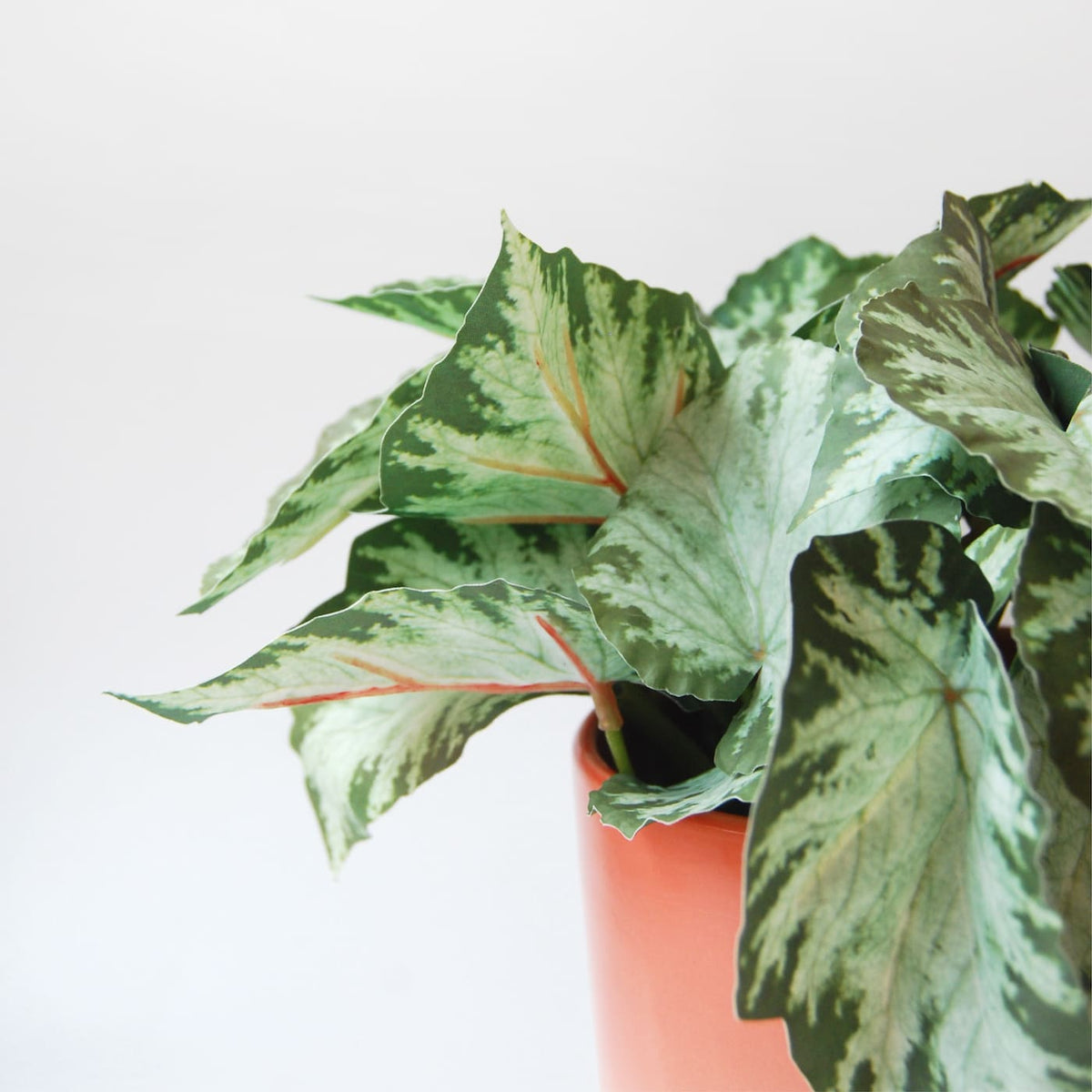 Syngonium Variegata