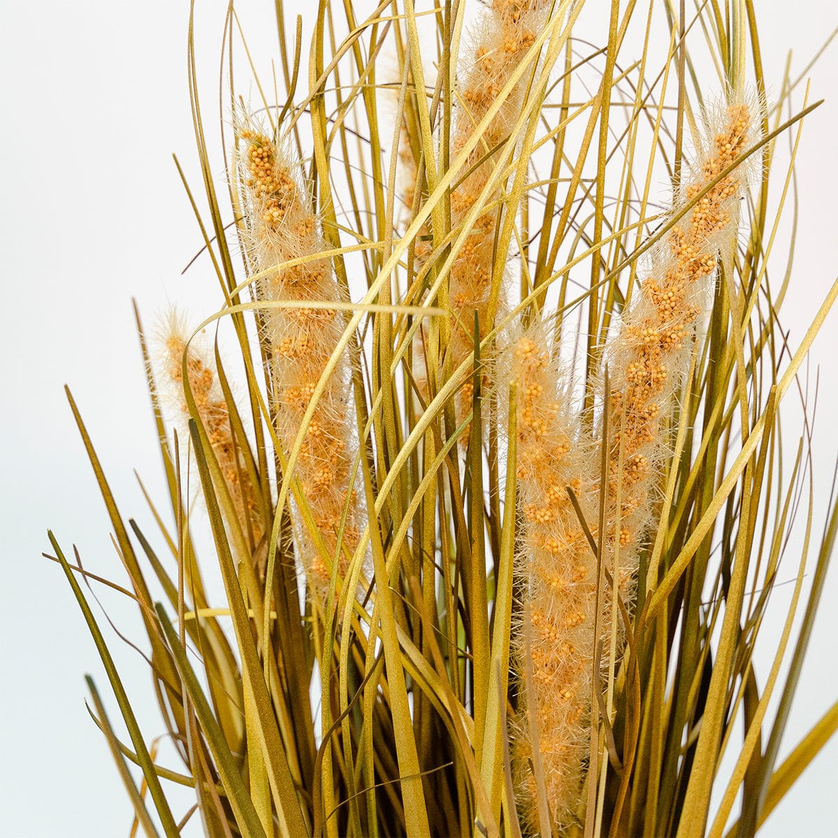 Graminacee