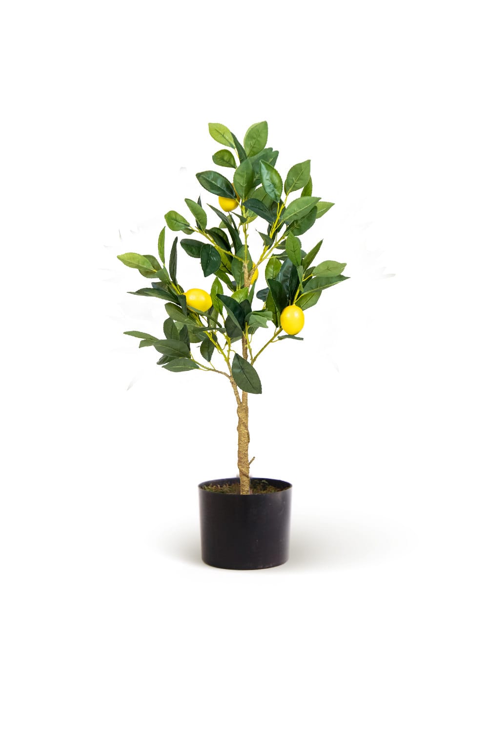 Citronnier