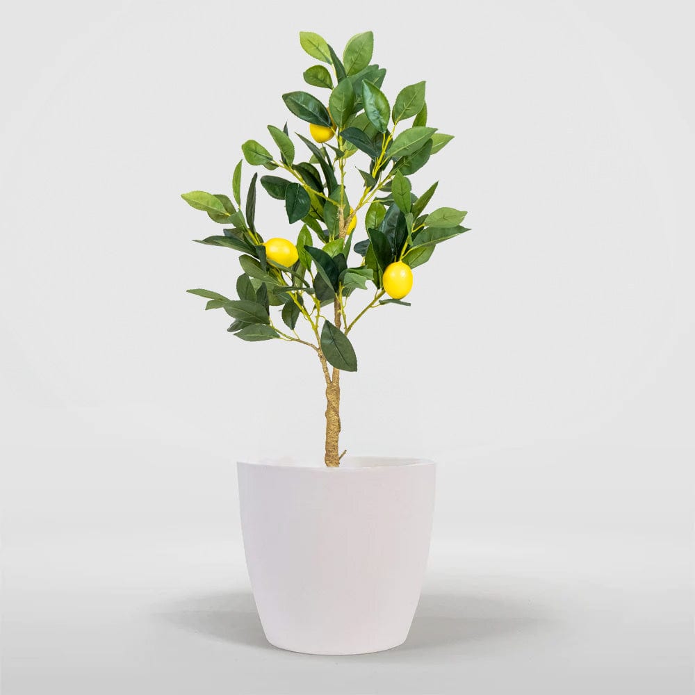 Albero di limoni