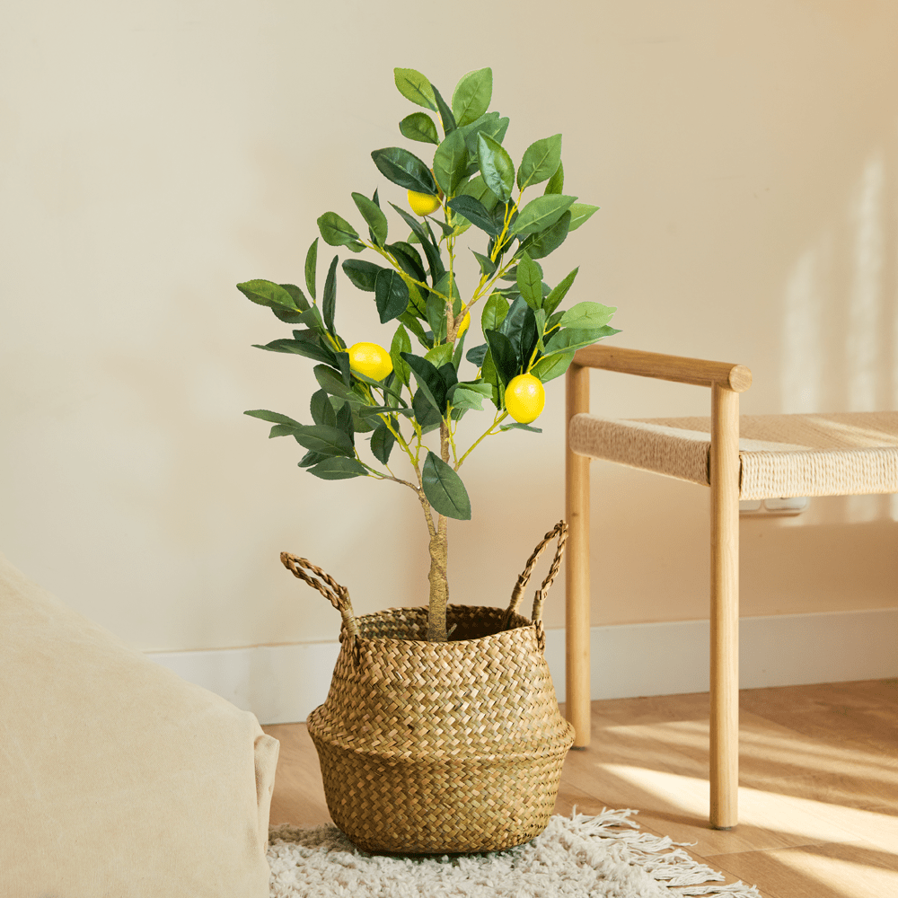 Albero di limoni
