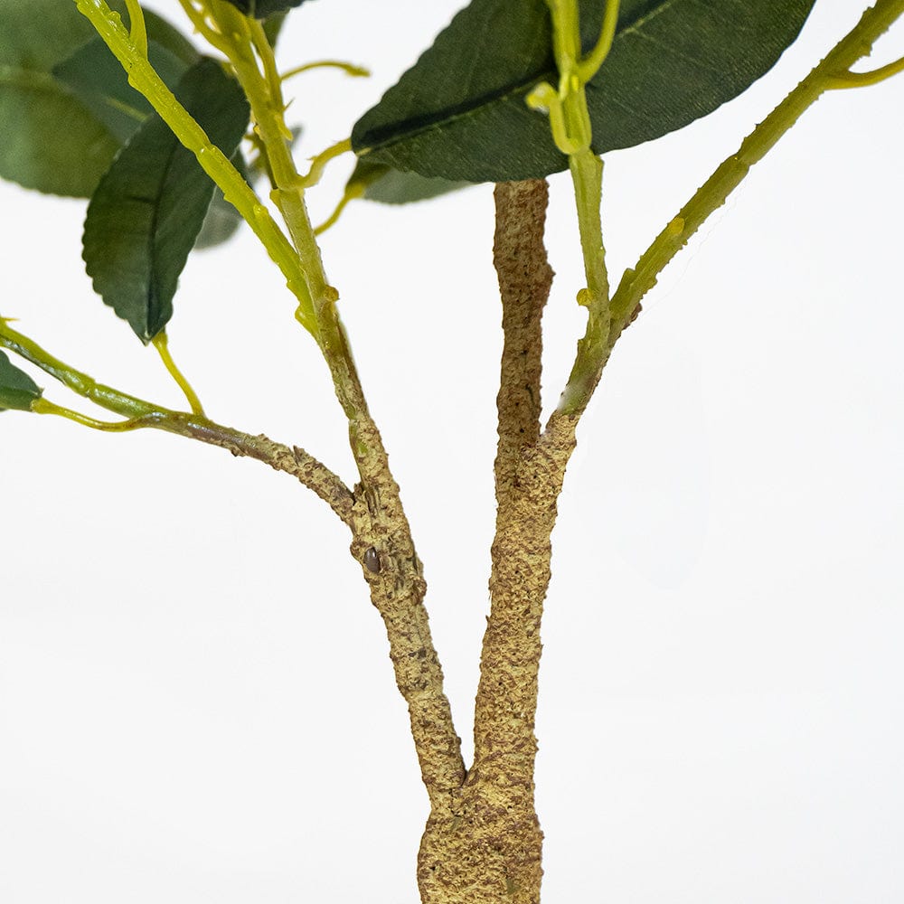 Citronnier