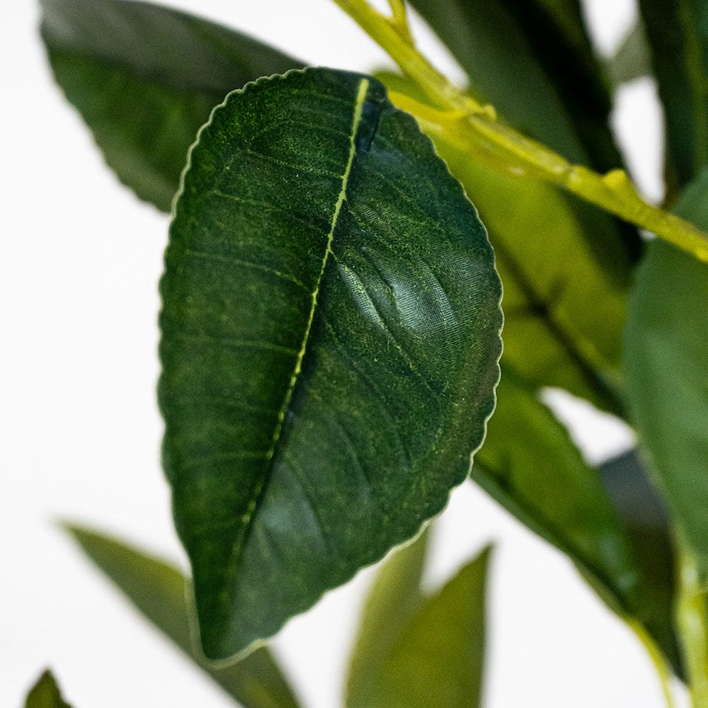 Citronnier