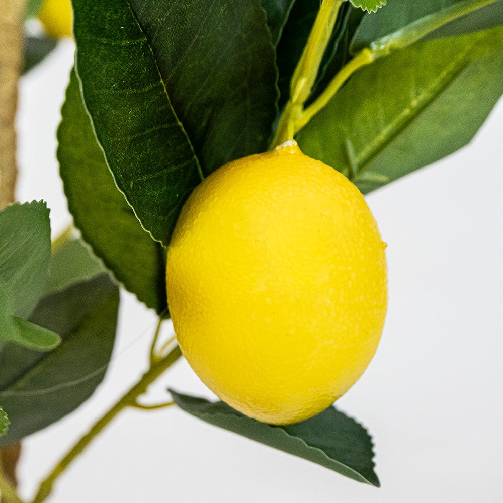 Citronnier