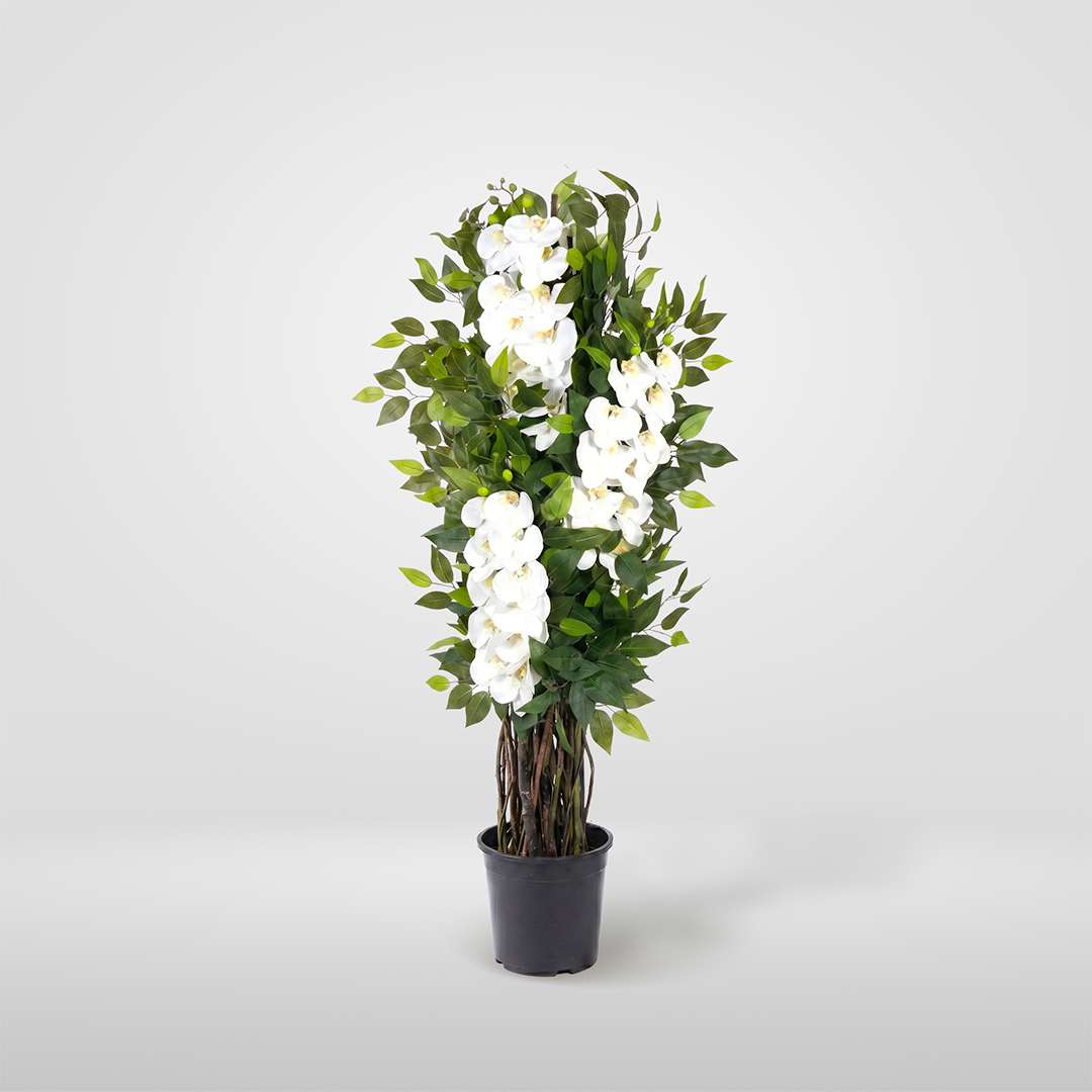 Orchidea Singola con Vaso